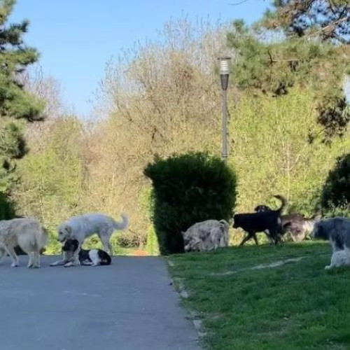 Parcul Feroviarilor din Cluj-Napoca, loc periculos din cauza câinilor lăsați liberi