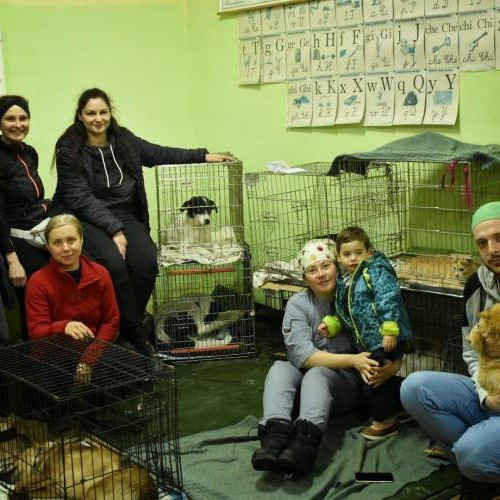 Campanie de sterilizare a câinilor în comuna Belis