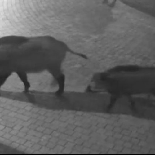 Invazie de porci mistreți în Cluj-Napoca! Locuitorii sunt disperați: „Noapte de noapte vine câte o ciurdă de mistreți și rupe gardurile”