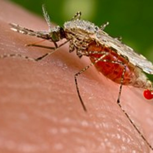 Malaria, cum o evităm