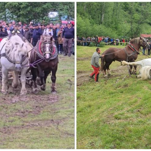 Moartea calului Falko stârnește controverse în rândul pasionaților de hipism