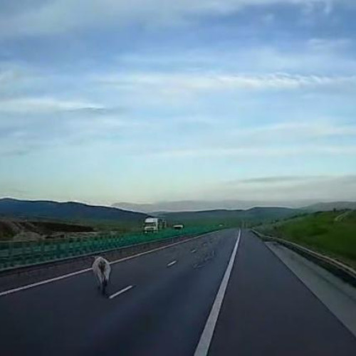 Vacă surprinsă pe Autostrada A3, șoferii sfătuiți să circule cu prudență