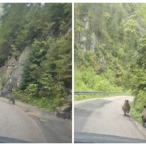Doi pui de urs surprinși pe un drum din județul Cluj