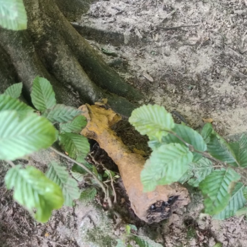 Obiecte suspecte fotografiate lângă pădure în Florești