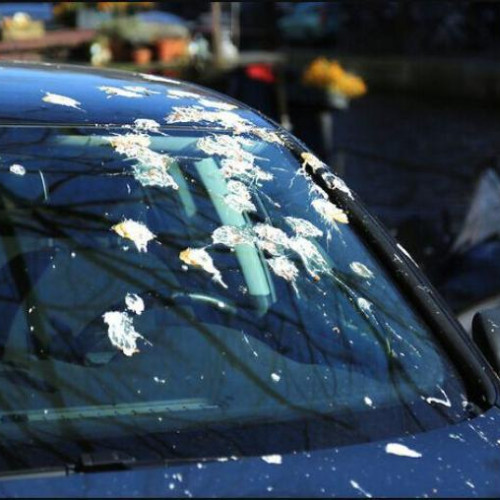 Pasari fac ravagii la Cluj: &quot;E absolut groaznic! Mașina mea este plină de excremente&quot;