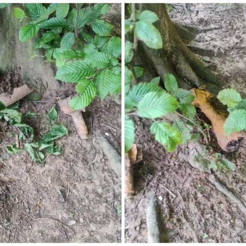 Autoritățile din Cluj au intervenit după ce un localnic din Florești a descoperit obiecte suspecte în apropierea bazei sportive, relatează stiridecluj.ro. Conform sursei citate, clujeanul a observat câteva proiectile militare, ceea ce a stârnit îngrijorare în rândul celor care au văzut imaginile. În urma acestei descoperiri, oamenii au fost sfătuiți să nu atingă aceste obiecte și să apeleze urgent la 112, pentru a evita riscul unei explozii.