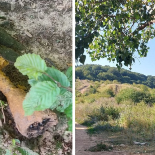 Trei proiectile de aruncător, calibrul 82 de milimetri, descoperite la intrarea în pădure din Florești