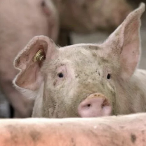 Un caz de pestă porcină africană a fost identificat într-o gospodărie din Florești, potrivit informațiilor oferite de Ion Badea, directorul Direcției Sanitar-Veterinare Cluj, citat de stiridecluj.ro. Conform declarațiilor sale, după rezultatul pozitiv al testării, s-au luat măsuri rapide pentru a limita răspândirea virusului. "S-a recoltat probe și s-a decis uciderea animalelor din exploatație. Exploatația este pusă sub restricție și s-au stabilit măsuri de zonare: o zonă de protecție de 3 km și o zonă de supraveghere suplimentară de încă 7 km", menționează Badea.