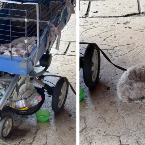 Pui de bichon mult prea mici despărțiți cu forța de mămica lor în Cluj-Napoca: Tot mai multe sesizări privind abuzurile asupra animalelor