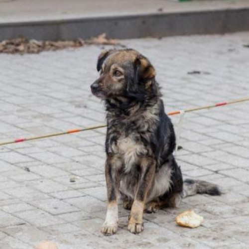 Gest revoltător în Cluj-Napoca: Doi tineri au abandonat un câine într-un parc și au dispărut! Animalul a fost preluat de ecarisaj