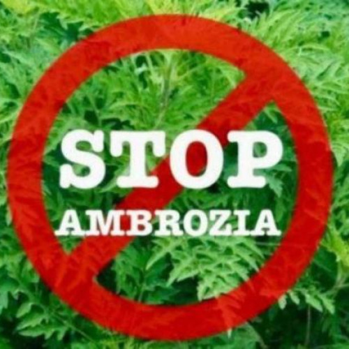 Prefectura Cluj face apel pentru combaterea ambroziei înainte de sezonul critic
