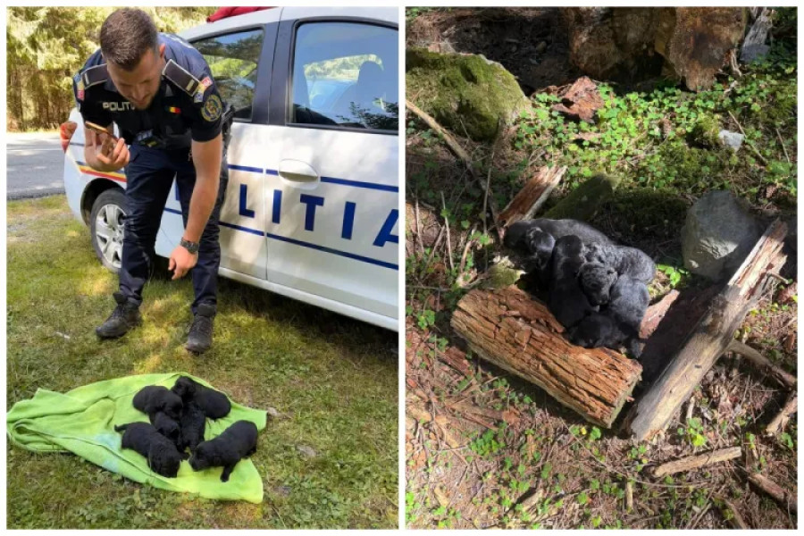Șase puiuți de câine salvați după ce au fost abandonați într-o prăpastie lângă lacul Beliș