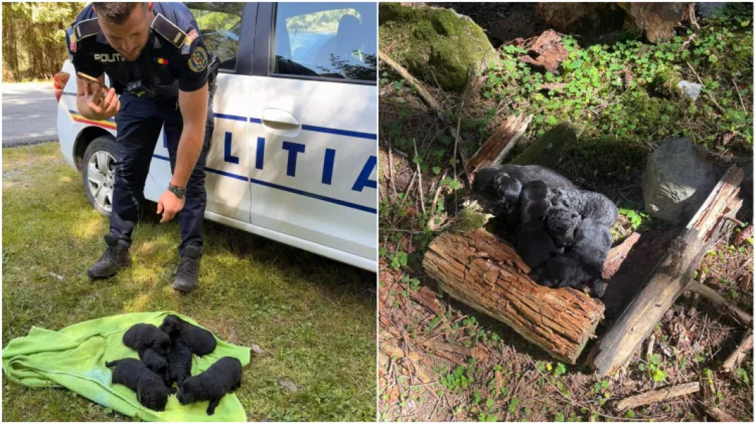 Șase pui de câine salvați dintr-un sac abandonat în zona lacului Beliș
