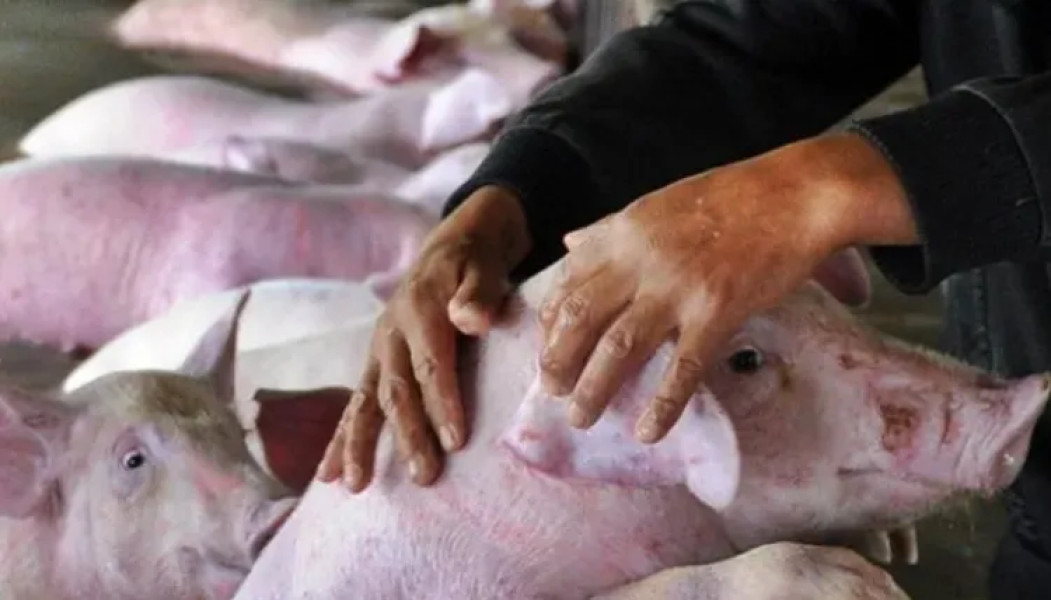 Locuitorii de pe strada Tribunul Andreica se plâng de mirosul greu de la o crescătorie de porci