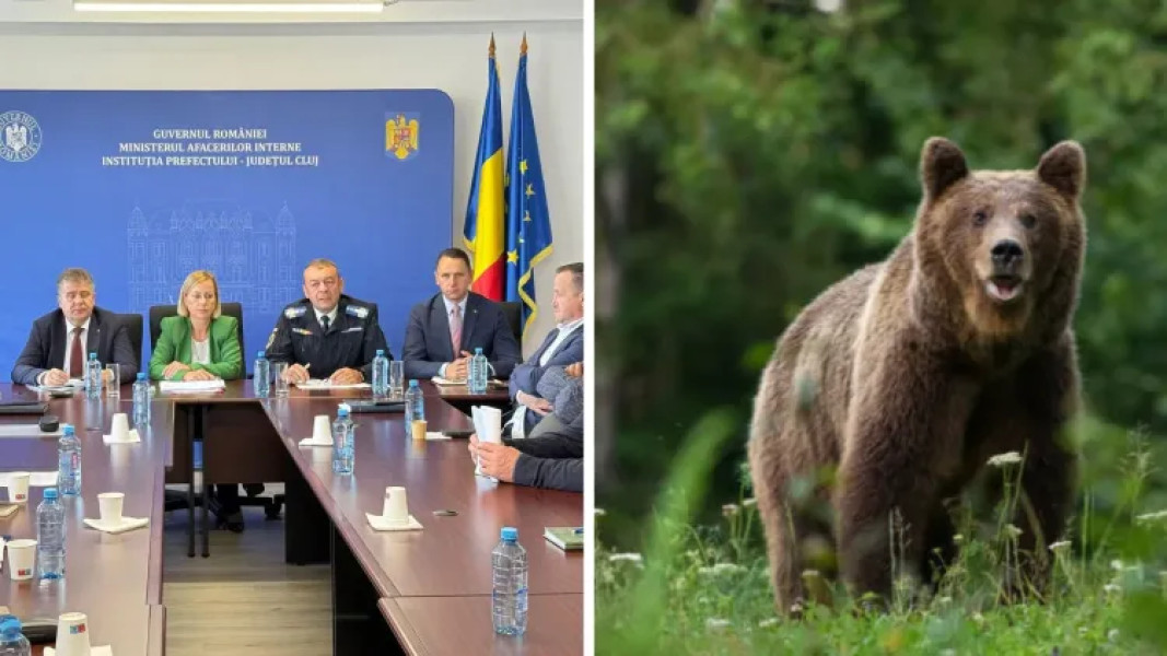 Prefectura Cluj solicită modificări urgente pentru gestionarea atacurilor urșilor