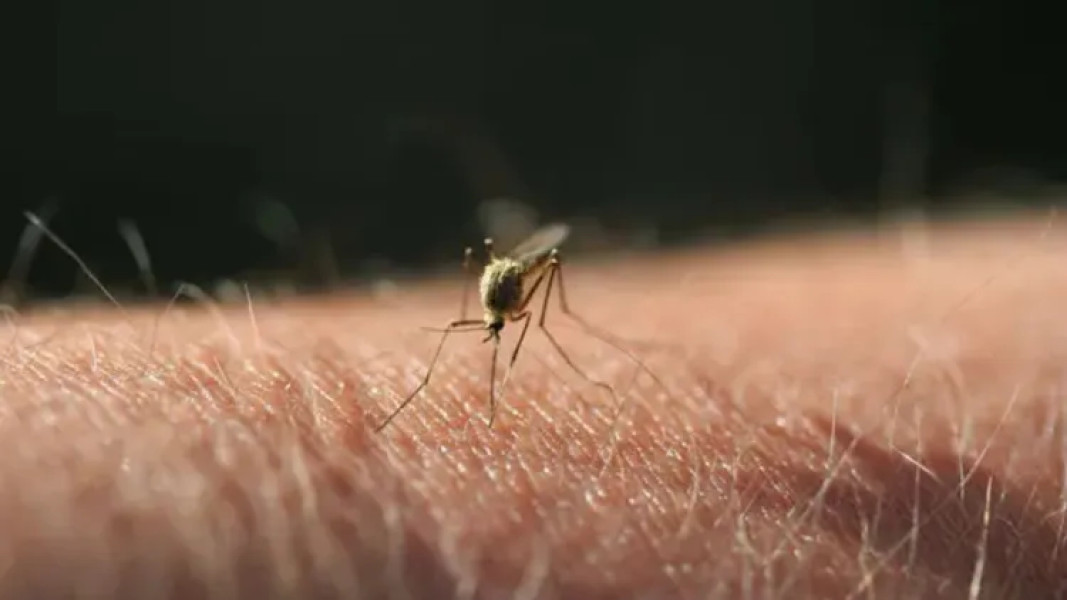 Crește numărul cazurilor de virus West Nile în România, inclusiv în Cluj