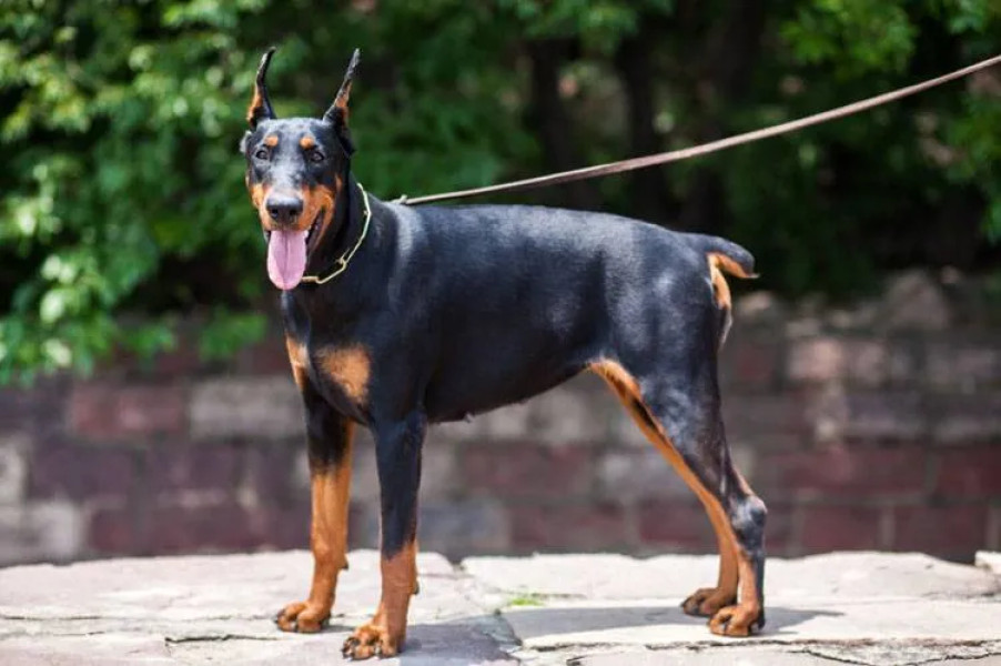 Clujean reclamă plimbarea unui doberman fără botniță în Parcul Farmec