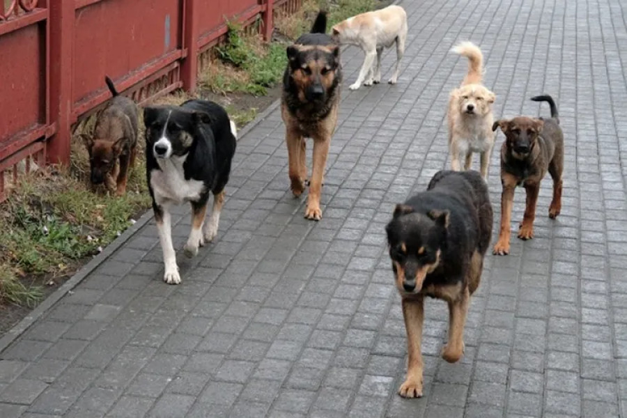 Problema câinilor vagabonzi persistă în satele Mărișel, Beliș și Florești