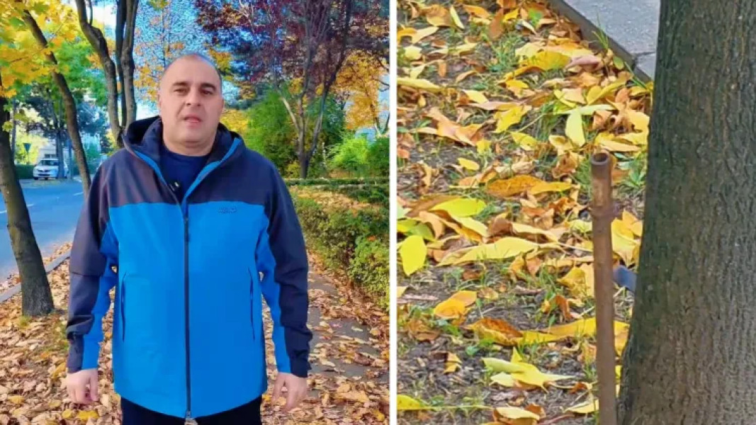 Viceprimarul Dan Tarcea condamnă distrugerea copacilor pe strada Lunii din Cluj-Napoca