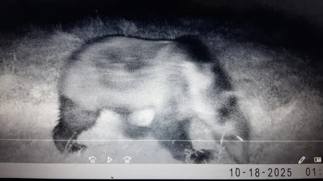 Un urs a fost filmat în comuna Chinteni; autoritățile emit avertismente