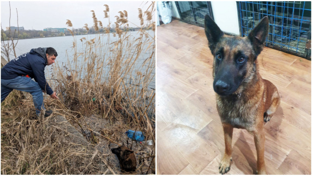 Un câine ciobănesc a fost salvat de ASPA din Lacul Pantelimon, se caută stăpânii