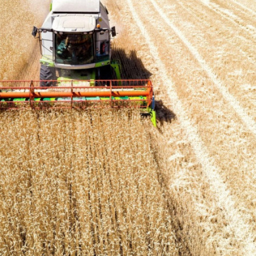 România a înregistrat o scădere a exporturilor de cereale cu 4,1% în anul trecut, conform INS.