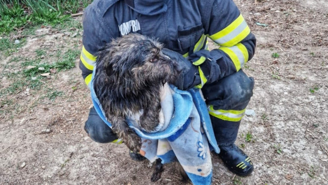 O căţeluşă salvată din fântână de pompierii din Argeş