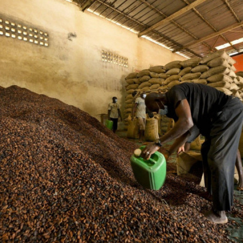 Record pentru cotațiile la cacao, prețul a atins 10.000 de dolari/tonă