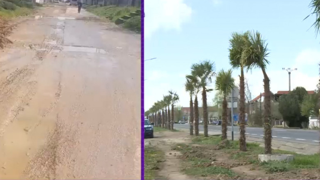 Primarul din Mehedinți plantat palmieri pe marginea drumului după inspirație din vacanță