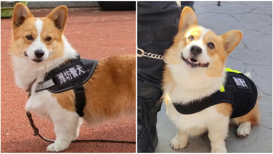 Cel mai popular ofițer de poliție din China este un Corgi. Pufosul și neînfricatul câine polițist a furat inima internauților