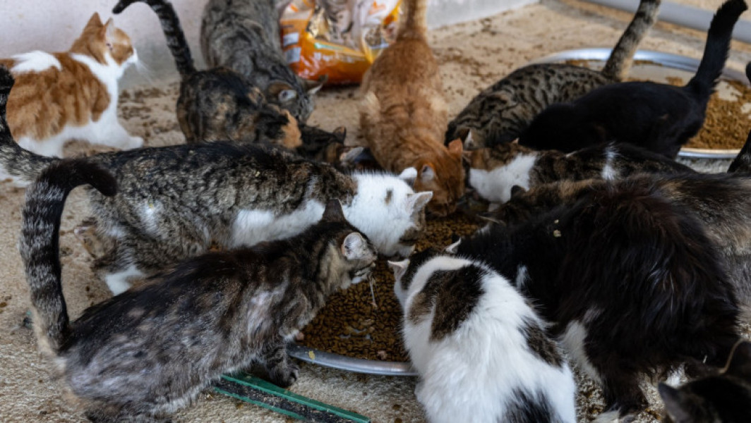 Cuplul francez condamnat pentru deținerea unui număr mare de animale de companie în locuința lor