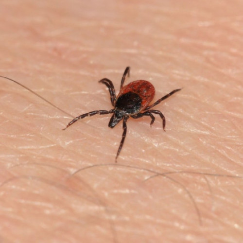 Căpușele, pericolul verii. Recomandările medicilor pentru cei mușcați de insecte în timpul plimbărilor în aer liber
