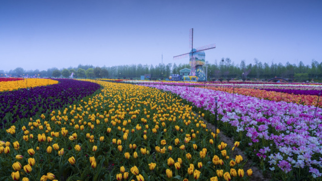 Chinezii, inspirați de Olanda, au decorat parcul din Dafeng cu lalele. Galerie foto parc Holland Flower.