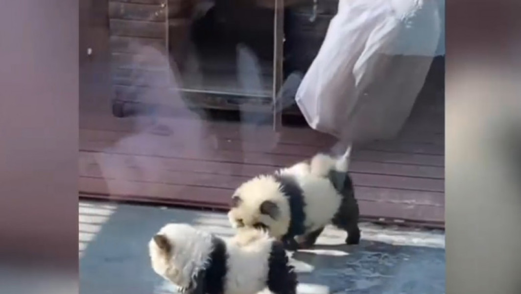 Un zoo din China a vopsit câțeluși în negru și alb, i-a prezentat ca „câini-panda” și i-a taxat cu 3 dolari pe vizitatorii creduli