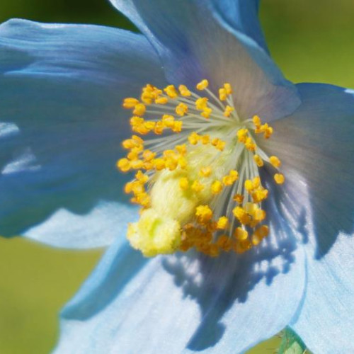 Aflorează macul albastru himalayan în Grădina Botanică din Cluj: Nu ratați această ocazie!