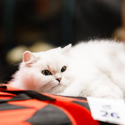 Spectacolul Jubiliar de Pisici WCF la Iulius Mall Cluj-Napoca: Peste 100 de Feline Aristocrate Competiționează în Weekend-ul Acesta - FOTO