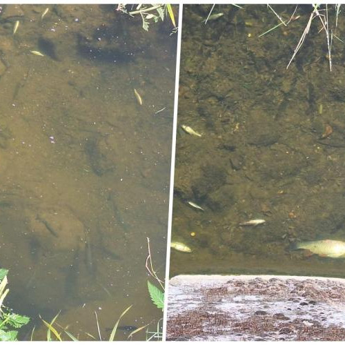 Sute de pești morți în Valea Salcă din cauza Parcului Balnear Toroc - Reacția autorităților și a specialiștilor la descoperirea unui dezastru ecologic în județul Cluj - FOTO și UPDATE