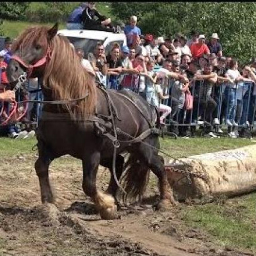 Concurs de cai de tracțiune, un spectacol plin de forță și frumusețe în Gilău, Cluj. Tradiție veche care ridică întrebări despre binele animalelor. VIDEO