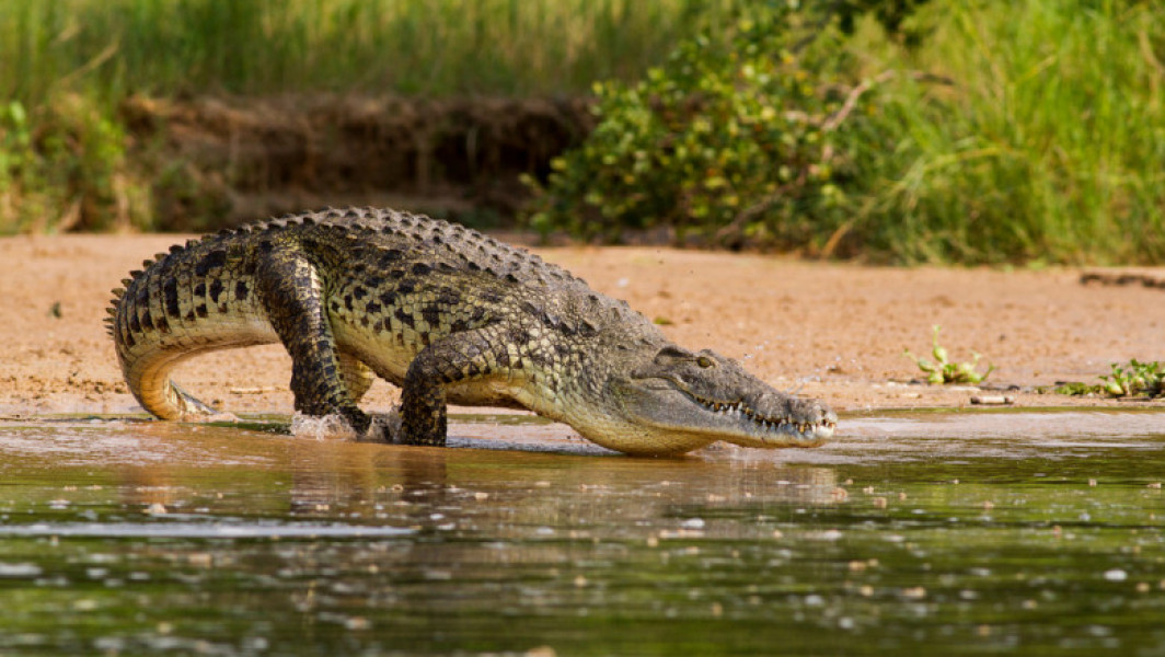 Femeie dată dispărută în Texas, rămășițele găsite în gura unui aligator