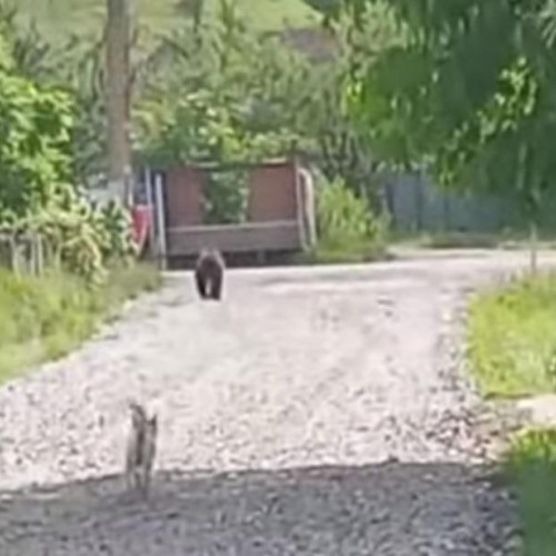 Un câine curajos îi pune la fugă pe un urs în Cluj! Momentul a fost surprins de un localnic - VIDEO