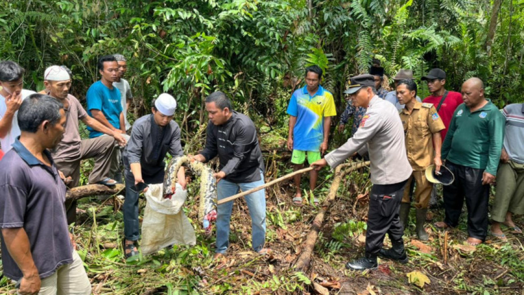 Femeie gasită moartă în burta unui piton în Indonezia