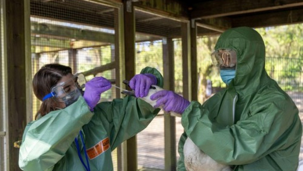 UE va asigura peste 40 milioane de doze de vaccin contra gripei aviare