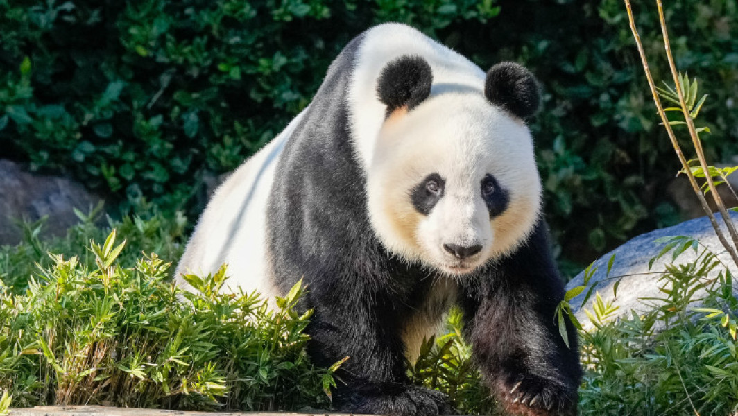 China trimite doi noi urși panda în Australia