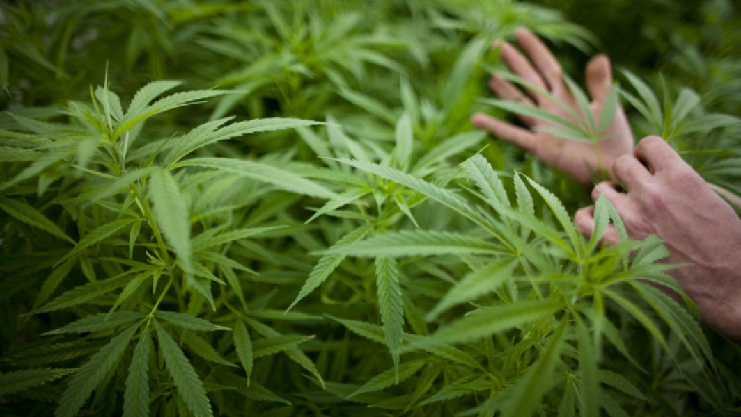 Extinderea experimentului olandez de legalizare a canabisului în opt noi orașe