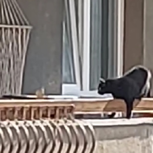 O pisică a fost salvată după ce a fost lăsată pe balcon în căldura extremă din Mănăștur