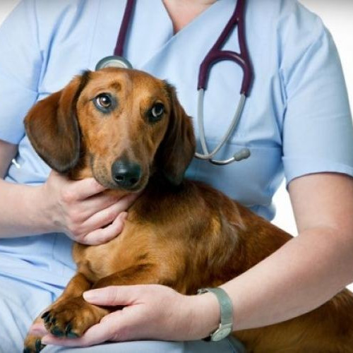 Facultatea de Medicină Veterinară USAMV Cluj-Napoca organizează un eveniment de sterilizare gratuită a câinilor și pisicilor