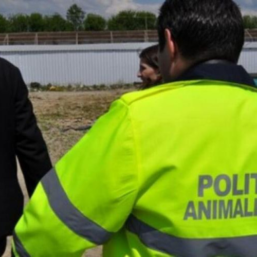Barbat din Sandulesti amendat cu 1000 de lei pentru cruzime față de un caine
